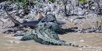 O crocodilo Brutus sacudia o animal dentro da água e, logo em seguida, foi para a terra com ele na boca  Foto: IBTimes  / Reprodução