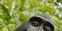 <p>Uma das selfies tirados pelo macaco com a câmera de David Slater</p>  Foto: David Slater / Reprodução