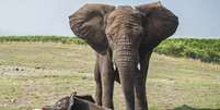 Bebê elefante se refresca em piscina de plástico em parque no Reino Unido  Foto: The Mirror / Reprodução