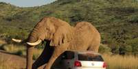 Elefante no cio acaricia carro em parque sul-africano  Foto: Daily Mail / Reprodução