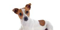 <p>Jack russell terrier</p>  Foto: cynoclub / Getty Images 