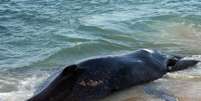 A baleia morta foi encontrada na praia da Macumba, no Recreio dos Bandeirantes  Foto: Jadson Marques / Futura Press
