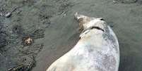 Carcaça de golfinho com duas cabeças foi encontrada em praia turca na última semana  Foto: Daily Mail/East Med Media / Reprodução
