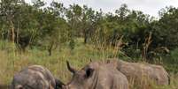 Alguns rinocerontes vão para reservas em outros países   Foto: ISSOUF SANOGO / AFP