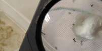<p>Os mosquitos que transmitem o vírus Chicungunha é visto através de uma lupa em um laboratório em Santo Domingo, República Dominicana, em 23 de maio</p>  Foto: Ricardo Rojases / Reuters