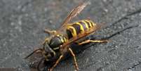 <p>O homem foi capturado após ser atacado por enxame de vespas no Reino Unido</p>  Foto: BBC News Brasil