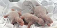Filhotes nasceram no dia 29 de julho  Foto: Chimelong Group / AFP