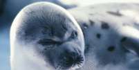 Segundo cientistas, nativos americanos teriam contraído tuberculose ao comer carne contaminada de focas  Foto: Thinkstock / BBC News Brasil