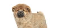 <p>Desconfiado com desconhecidos, o chow-chow deve ser adestrado desde filhote para que tenha noções de limite </p>  Foto: Getty Images 