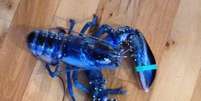 LaPlante encontrou o animal a quem chamou de Skyler, seu nome favorito    Foto: Facebook/Miss Meghan's Lobster Catch / Reprodução