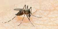 <p>Um dos mosquitos transmissores da Febre Chikungunya é o <em>Aedes aegypti,</em> o mesmo mosquito transmissor da dengue</p>  Foto: Getty Images 