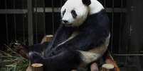 A panda Ain Hin fingiu a gravidez para receber cuidados extras, dedicados aos animais neste período  Foto: China Out / AFP