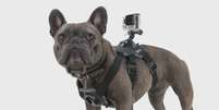 <p>Novo acessório da marca acopla GoPro para ver o mundo com os olhos do cão</p>  Foto: BBC News Brasil