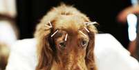 Cachorro vira-lata  Foto: Getty Images