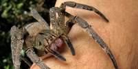<p>Aranha armadeira é brasileira, mas também costuma ser encontrada na Costa Rica, no Equador e na Colômbia</p>  Foto: Wikimedia