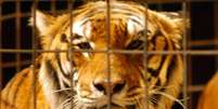 <p>Vítima morreu ao ser atacada por um tigre de circo depois de cair em uma área fechada de "treinamento de animais"</p>  Foto: Getty Images/Archivo