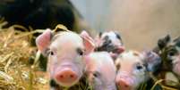 Autoridades britânicas alertam para as dificuldades de se manter um porco em casa  Foto: Jeff J Mitchell / Getty Images 