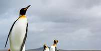 <p>Malvinas é território de disputa e de belezas naturais</p>  Foto: kwest/Shutterstock