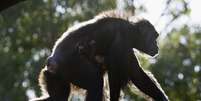 <p>Chimpanzés são animais violentos e capazes de matar seus semelhantes</p>  Foto: Matt Blyth / Getty Images 