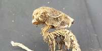Esqueleto misterioso pode ser de um rato ou ratazana, de acordo com cientistas  Foto: Daily Mail / Reprodução