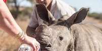 Pequeno rinoceronte estava desidratado   Foto: Buzz Feed / Reprodução