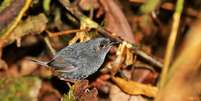 <p>Existem cerca de 2.888 p&aacute;ssaros desta&nbsp;esp&eacute;cie</p>  Foto: Ciro Albano/NE Brazil Birding/IstoÉ