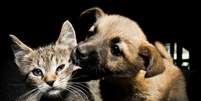 <p>Cachorros e gatos são autores de histórias de surpreendente sensibilidade</p>  Foto: Getty Images 