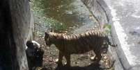 Criança teria pulado a grade de proteção e entrado na jaula do animal que a atacou e matou   Foto: DELHI POLICE / AFP