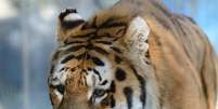 <p>O tigre Baikal, morto após entrar na jaula de dois tigres mais jovens</p>  Foto: Facebook / Reprodução