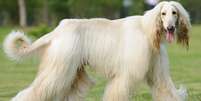 <p>Afghan hound</p><p>&nbsp;</p>  Foto: iStock