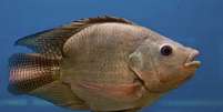 <p>Características femininas em peixes machos foram notadas pela primeira vez nos anos 90.</p>  Foto: BBC News Brasil