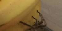 <p>A aranha estava em um&nbsp;cacho de bananas, junto de v&aacute;rios ovos</p>  Foto: Daily Mail / Reprodução