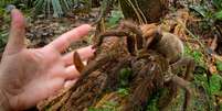 A aranha-golias chega a ter mais de 30 centímetros e tem comportamento violento  Foto: Live Science / Reprodução