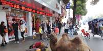 Camelo mutilado foi visto nas ruas de província chinesa  Foto: The Mirror / Reprodução