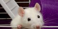 <p>Pelo menos 80% dos ratos tiveram melhoras significativas em seus quadros de saúde</p>  Foto: Mark Howell / Flickr