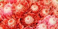 O tratamento com flor de awapuhi tem alto poder de reparação dos fios e selagem da cutícula    Foto:  Moolkum/Shutterstock