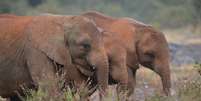 <p>Os elefantes, que tinham saído da reserva de Olpejeta, pisotearam a vítima</p>  Foto: SIMON MAINA / Getty Images/Archivo