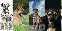 Cachorros que fizeram sucesso no passado e hoje estão esquecidos   Foto: iStock / Divulgação