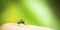 <p>Dengue e febre Chikungunya circulam juntas pelo País</p>  Foto: iStock