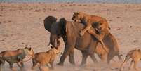 Elefante conseguiu se defender dos ataques dos felinos em parque da Zâmbia  Foto: Daily Mail / Reprodução