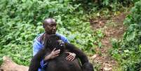 <p>Gorilas est&atilde;o no centro de disputas sobre o parque, que envolvem a extra&ccedil;&atilde;o de petr&oacute;leo</p>  Foto: Getty Images