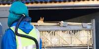 La gripe aviar en Europa posiblemente afecte a otras poblaciones de aves y podría infectar a algunas personas, pero es muy poco probable que se produzca una transmisión a gran escala entre la población humana, dijo el martes la Organización Mundial de la Salud. En la imagen, responsables sanitarios se llevan cajas llenas de patos en una granja en Nafferton, Inglaterra, el 18 de noviembre de 2014  Foto: Darren Staples / Reuters