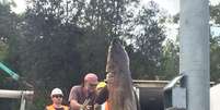 O enorme tubarão foi pendurado morto no barco dos pescadores por volta das 11h30 da manhã locais na praia de Bondi  Foto: Daily Mail / Reprodução