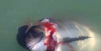 Depois de ataques a botos, as focas cinzentas podem começar a atacar humanos   Foto: Daily Mail / Reprodução