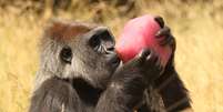 Assim como humanos e chimpanzés, os gorilas também são capazes de digerir o etanol - ao contrário do orangotango que vive em árvores  Foto: Oli Scarff / Getty Images 