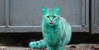 O misterioso gato verde é fotografado em Varna, Bulgária  Foto: The Mirror / Reprodução
