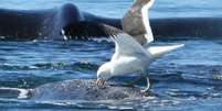 <p>Gaivotas bicam baleias e retiram pedaços de gordura e pele</p>  Foto: Ana Fazio / BBC News Brasil