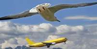 Pássaros aprendem truque para evitar concorrência de aviões  Foto: Getty Images 