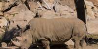 O rinoceronte Angalifu morreu em San Diego, aumentando o risco de extinção da espécie   Foto: Ken Bohn/San Diego Zoo / Reuters