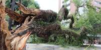 <p>Árvore que caiu no cruzamento das ruas Cubatão e Eça de Queirós, na Vila Mariana (zona sul de SP), e destruiu fios da rede elétrica</p>  Foto: Janaina Garcia / Terra